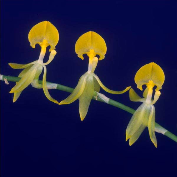 Sigmatostalix dulcineae f. flava